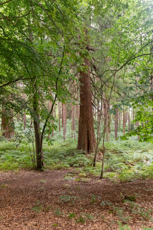 A view of woodland on Yateley Common an extensive heathland complex with areas of open heather, gorse, birch and oak woodlandの写真素材