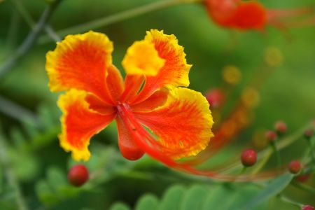 Close-up of an orange flower in nature.の写真素材