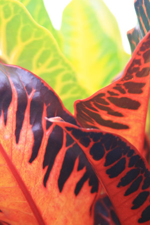 Orange and Green leaf form up an abstract pattern.