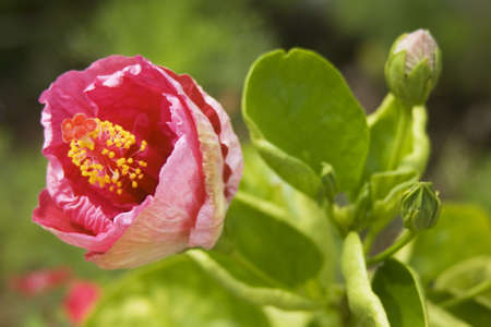 Hibiscus, national flower of Malaysiaの写真素材