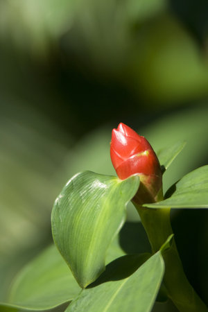 A new born wild flower in forest.