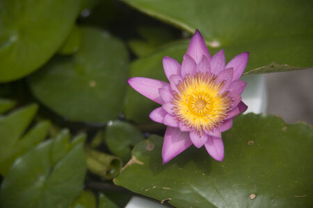 A Pink Water Lily found in garden の写真素材