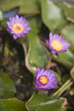 3 Purple Water Lily and a bee found in garden の写真素材