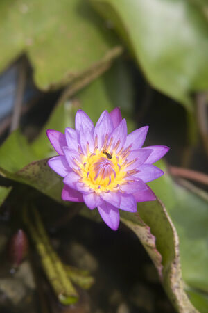 A Purple Water Lily and a bee found in garden の写真素材