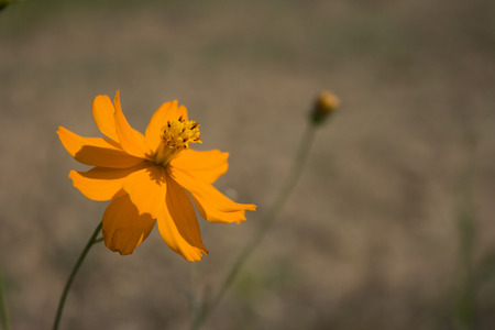 A view of the yellow daisy found in a field.の写真素材