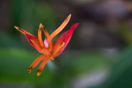 Strelitzia reginaeの写真素材