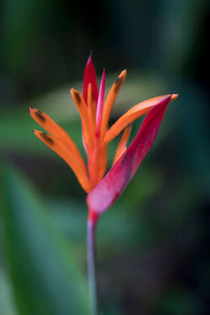 Strelitzia reginaeの写真素材