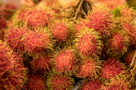 Rambutan, a tropical fruit grow in Southeast Asia.の写真素材