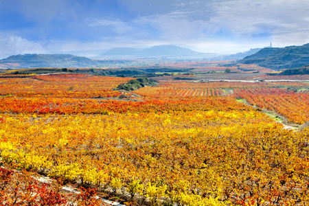 vineyards in autumn in La Rioja in Spainの写真素材