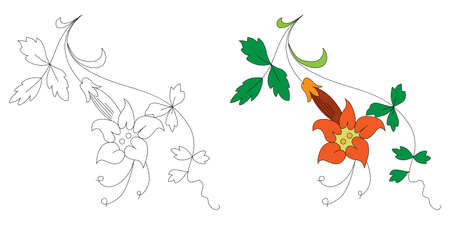 floral ornament in black and white and colorのイラスト素材