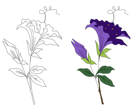 floral ornament in black and white and colorのイラスト素材