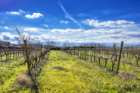 Vineyards in winter in La Rioja in Spainの写真素材