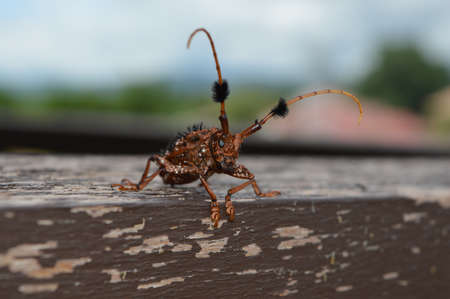 Bug in Asiaの写真素材