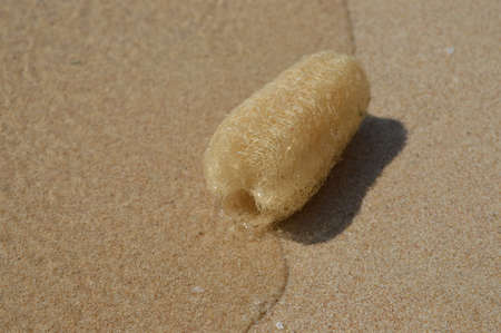 Close up of a loofah sponge lying on the sand at the beach. Loofah (also known as luffa) is a natural sponge made of a special dried cucumber. It is used for body peelings and body cleaningの写真素材
