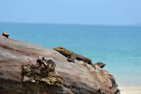 Monitor lizard sitting on a tree at the beachの写真素材