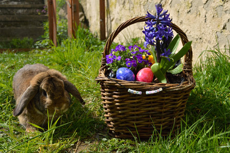 A cute rabbit is looking at a basket with easter eggsの写真素材