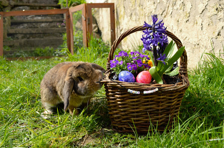 A cute rabbit is looking at a basket with easter eggsの写真素材