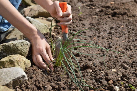 A woman is planting chive in a plant bedの写真素材