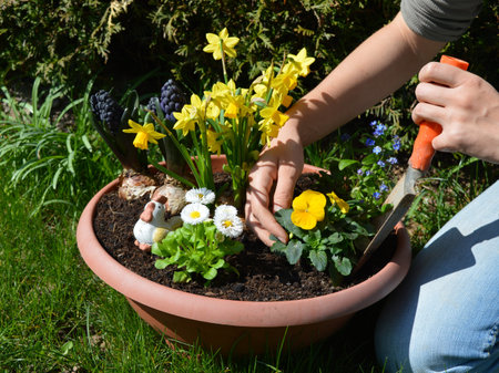A woman is planting spring flowers in a plant potの写真素材