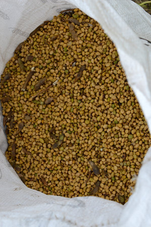 Sack filled with freshly harvested soy beansの写真素材