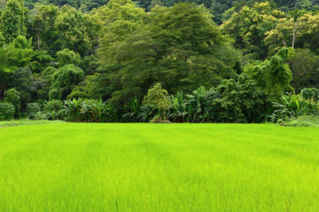 Green rice field in Thailandの写真素材