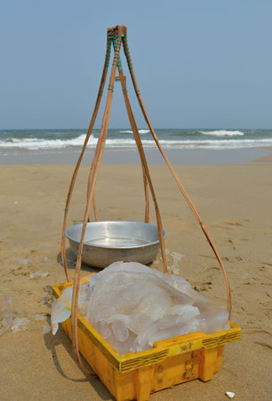 Bucket with cut jellyfish cuttedの写真素材