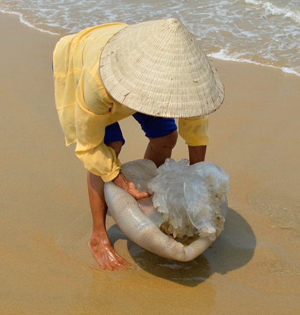 Vietnamese woman catching jellyfishの写真素材