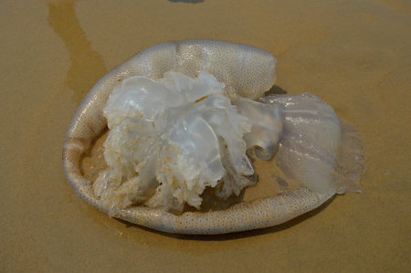 Huge white jellyfish stranded at the beachの写真素材