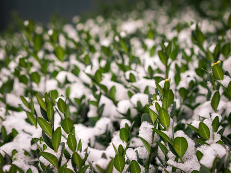 Snow Covered Leavesの写真素材