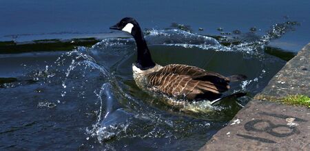 181 Splashの写真素材