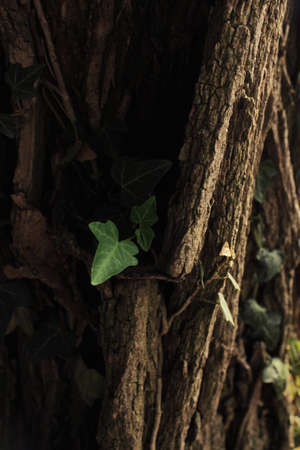 Ivy leaves on a tree background, Kuyavian-Pomeranian Pakosc Poland 2022 july 17の写真素材