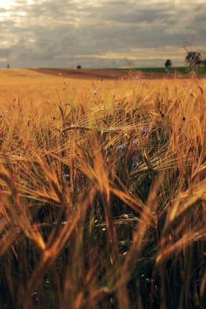 Ripe grain field at sunset on a cloudy day, Poland, Kuyavian-Pomeranian Voivodeship, PakoÅ›Ä‡,...