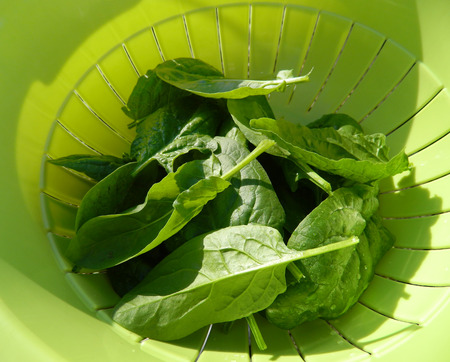 Freshly picked spinachの写真素材