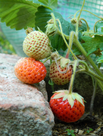 Strawberry fruitの写真素材