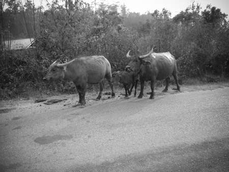 buffalos standing in grassの写真素材