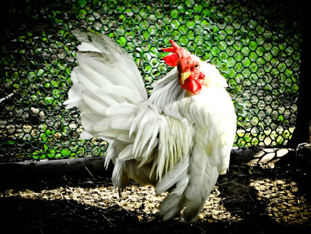 Bantams in a cage