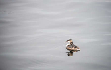 This is a photo of duck is swimming in the lake.の写真素材