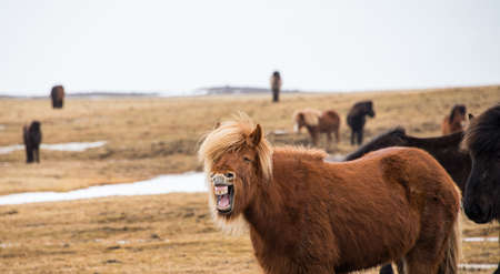 Horses on the field in Icelandの写真素材