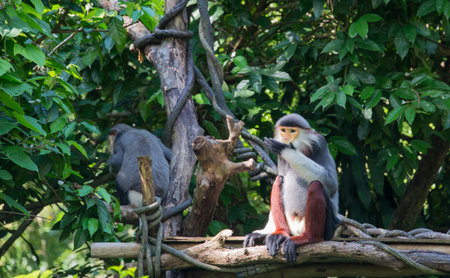 Red-shanked douc
