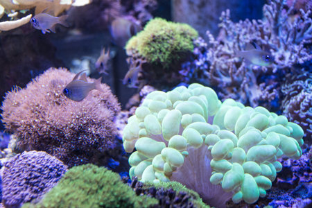 this is a photo of  coral reef.