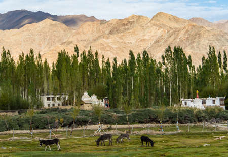 this is a photo of landscape mountain,northern Indiaの写真素材