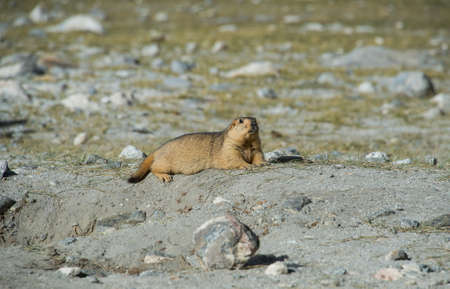 This is a photo of animal and wildlife,marmotの写真素材