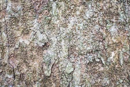 This is a photo of background texture,bark