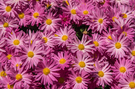 this is a photo of abstract background,flowers