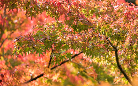 this is a photo of colorful leaves in autumn