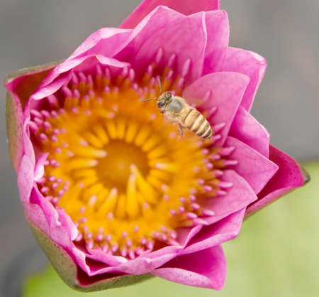 Bee nectar in the lotus.の写真素材