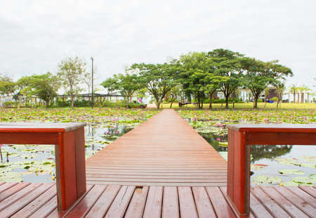 Passage in the lotus pond.の写真素材