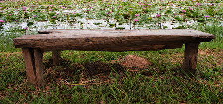Bench in the garden lotusの写真素材