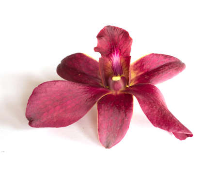 Crimson orchid on a white backgroundの写真素材
