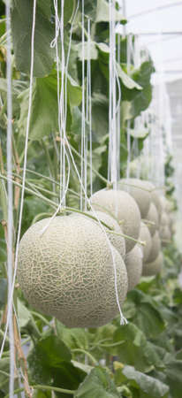 Melon on the vine of the line.の写真素材